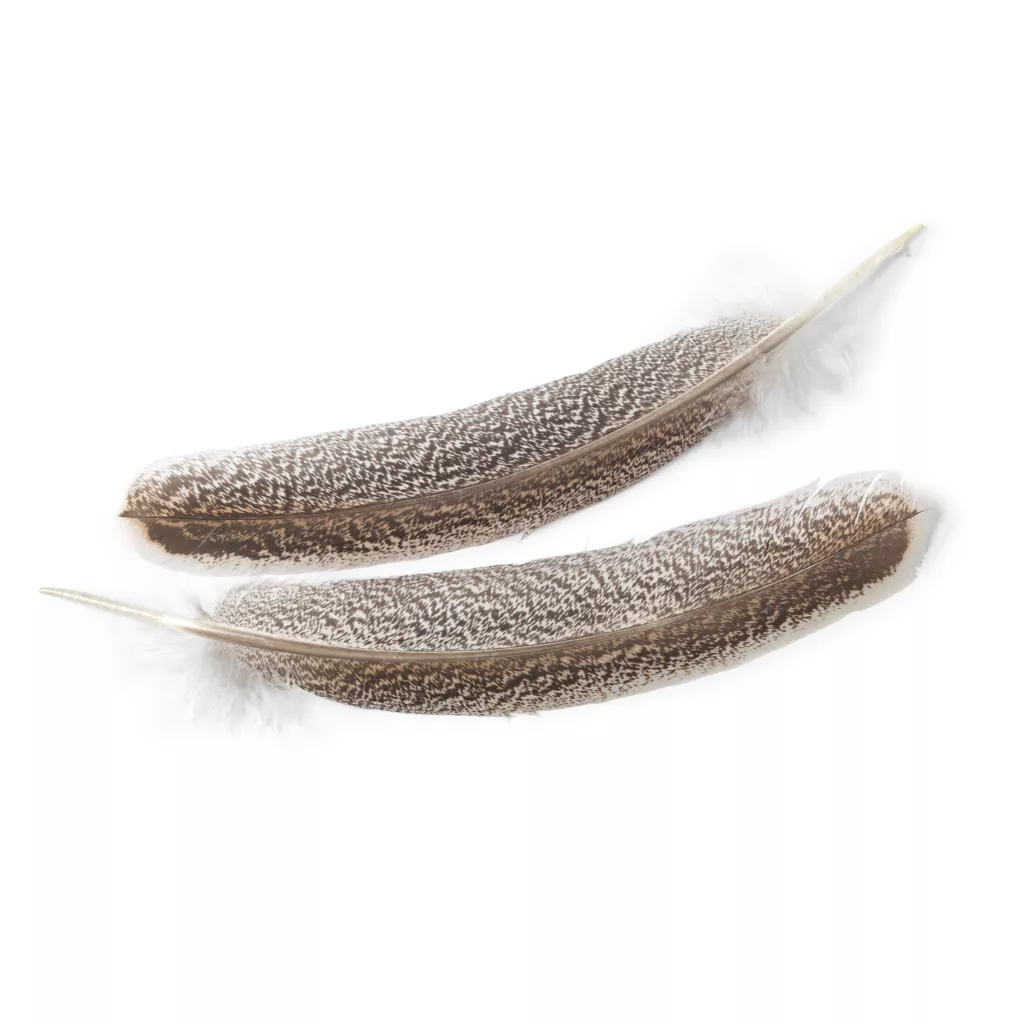 Premium Turkey Wing Feathers