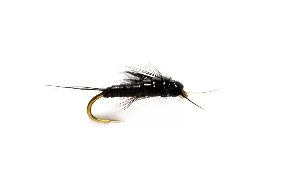 Little Black Stonefly