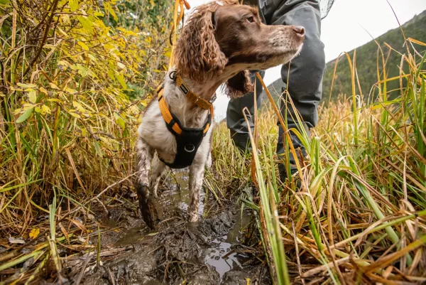 Tough Trail® Dog Harness