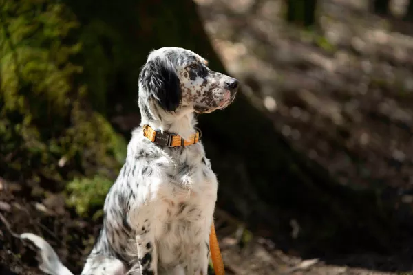 Tough Trail® Dog Collar