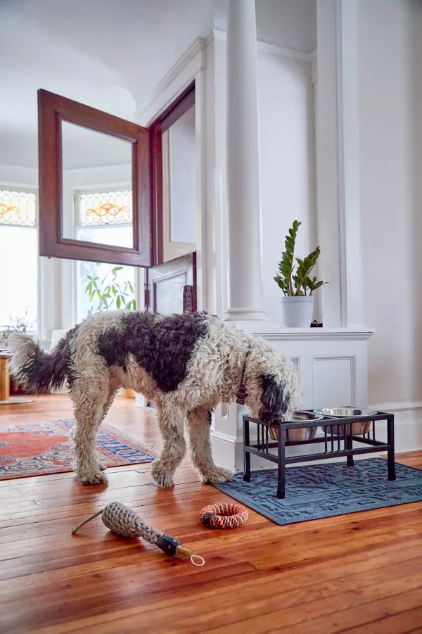 Black Steel Raised Feeder