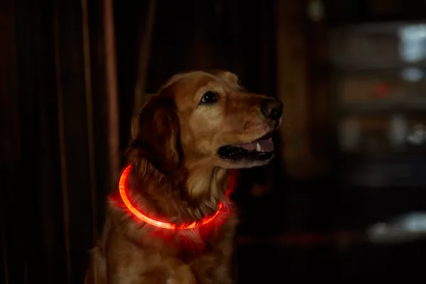 LED Rechargeable Safety Collar