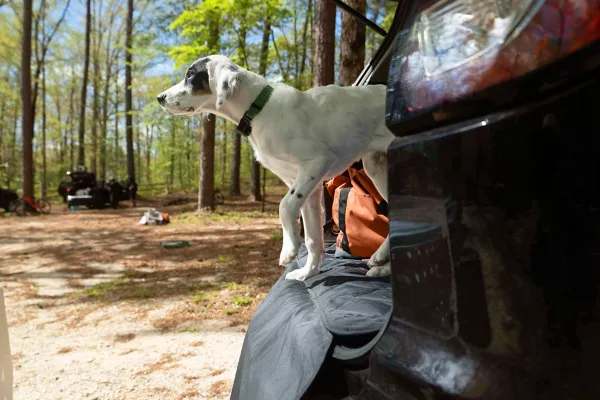 Tough Trail® Dog Collar