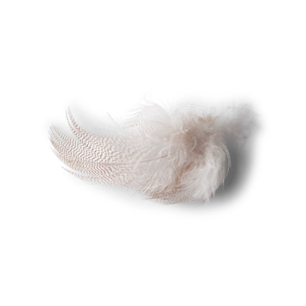 Mallard Duck Side Feathers