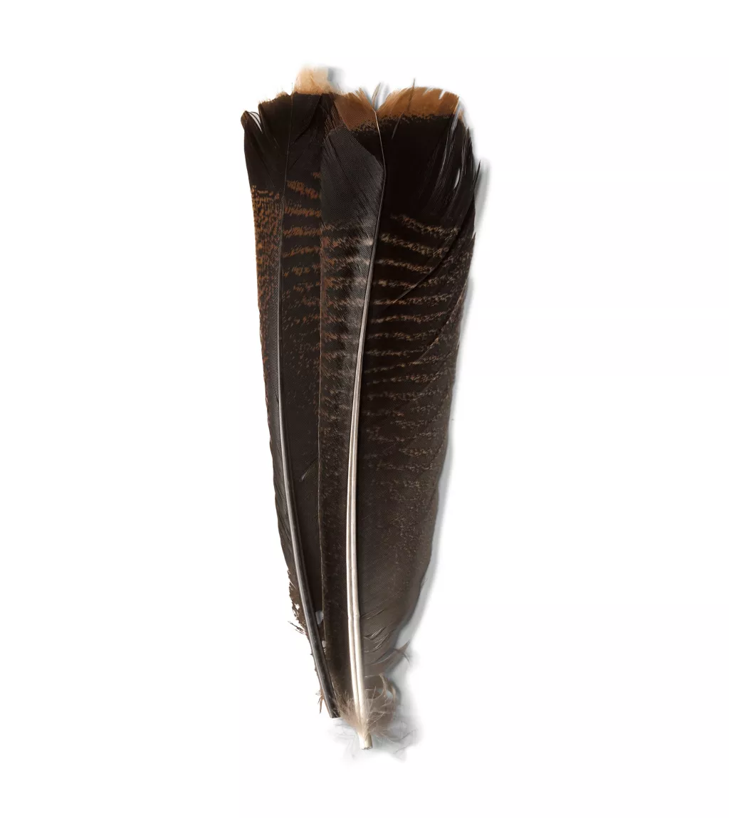 Mottled Turkey Feathers