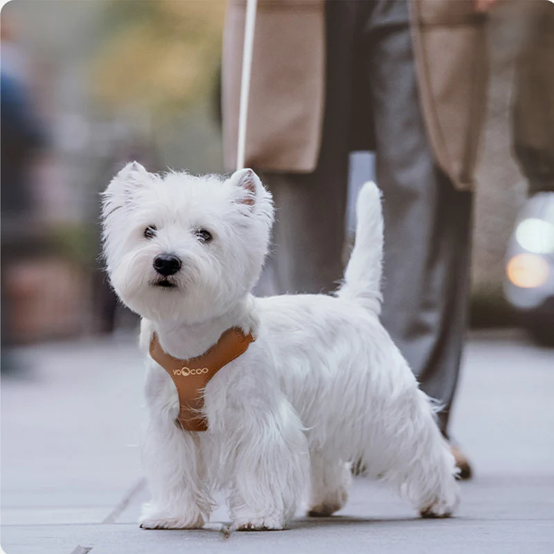 Luxury Leather Leash & Harness- Stylish Walking Leash