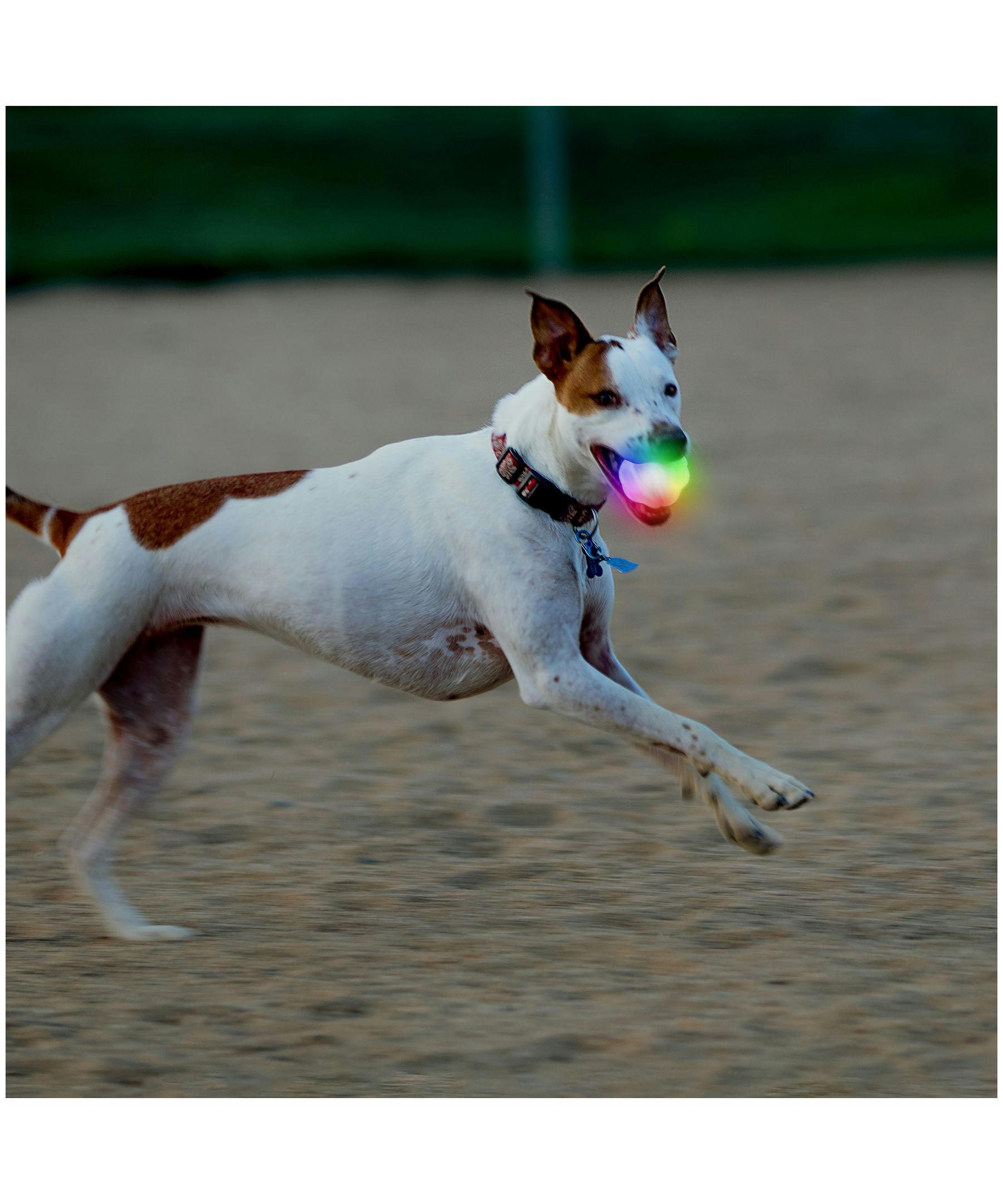 Nite Ize Glowstreak Wild LED Disco Ball Fetch Toy