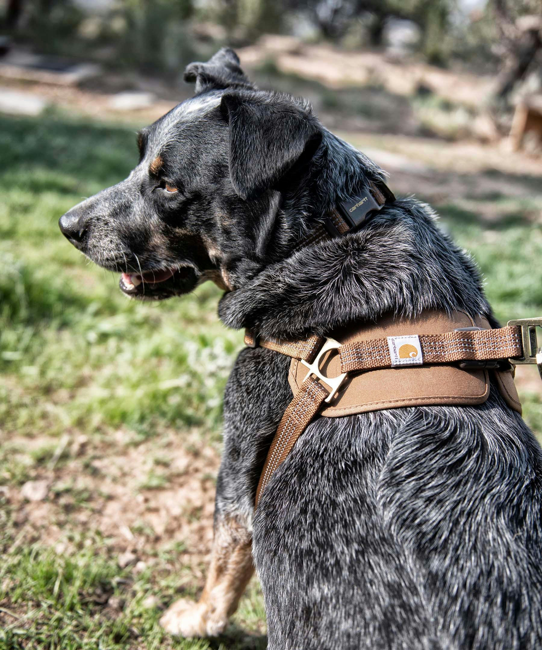 Carhartt Dog Adjustible Walking Harness - Brown