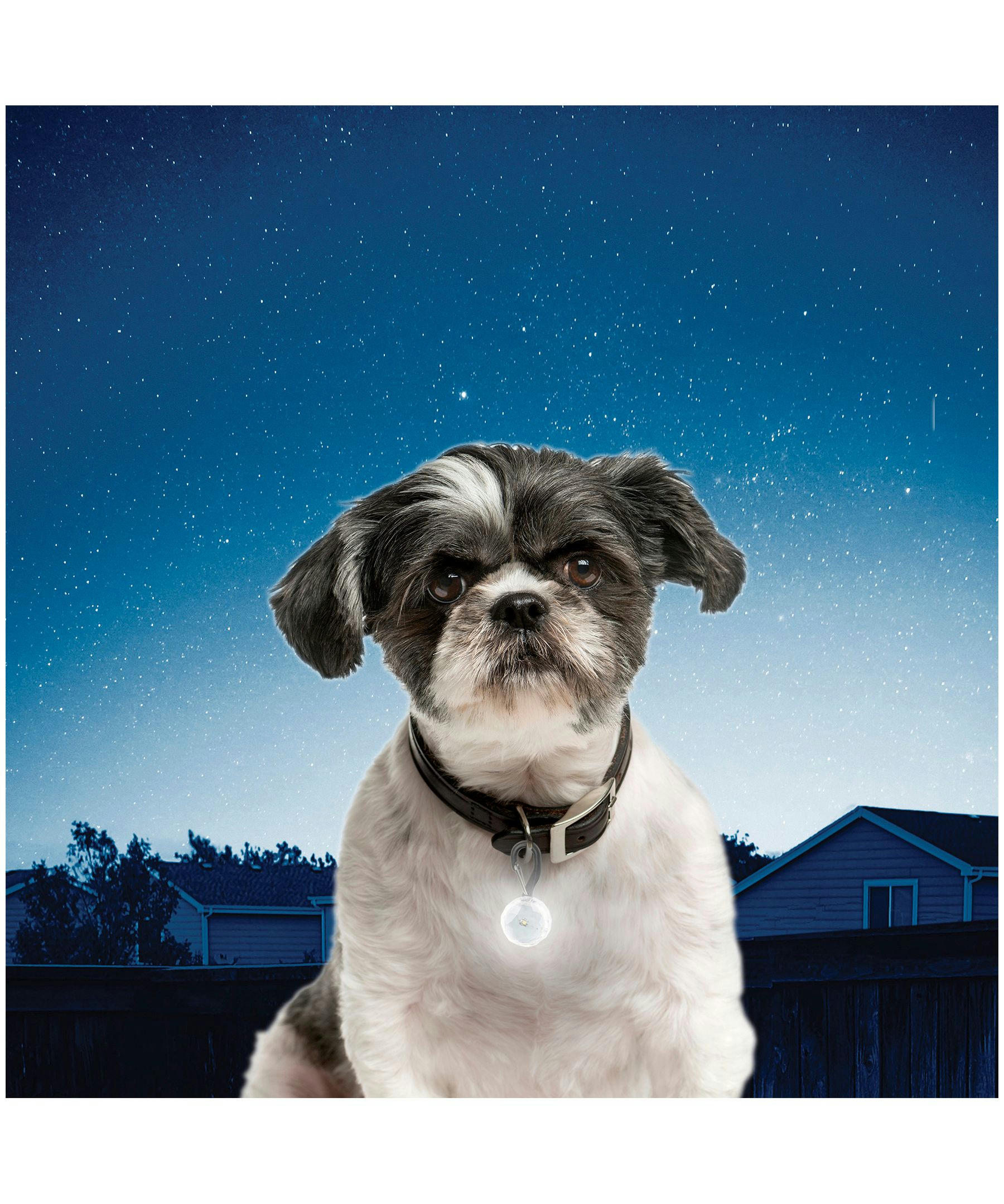 Nite Ize PetLit Collar Light Crystal Jewel