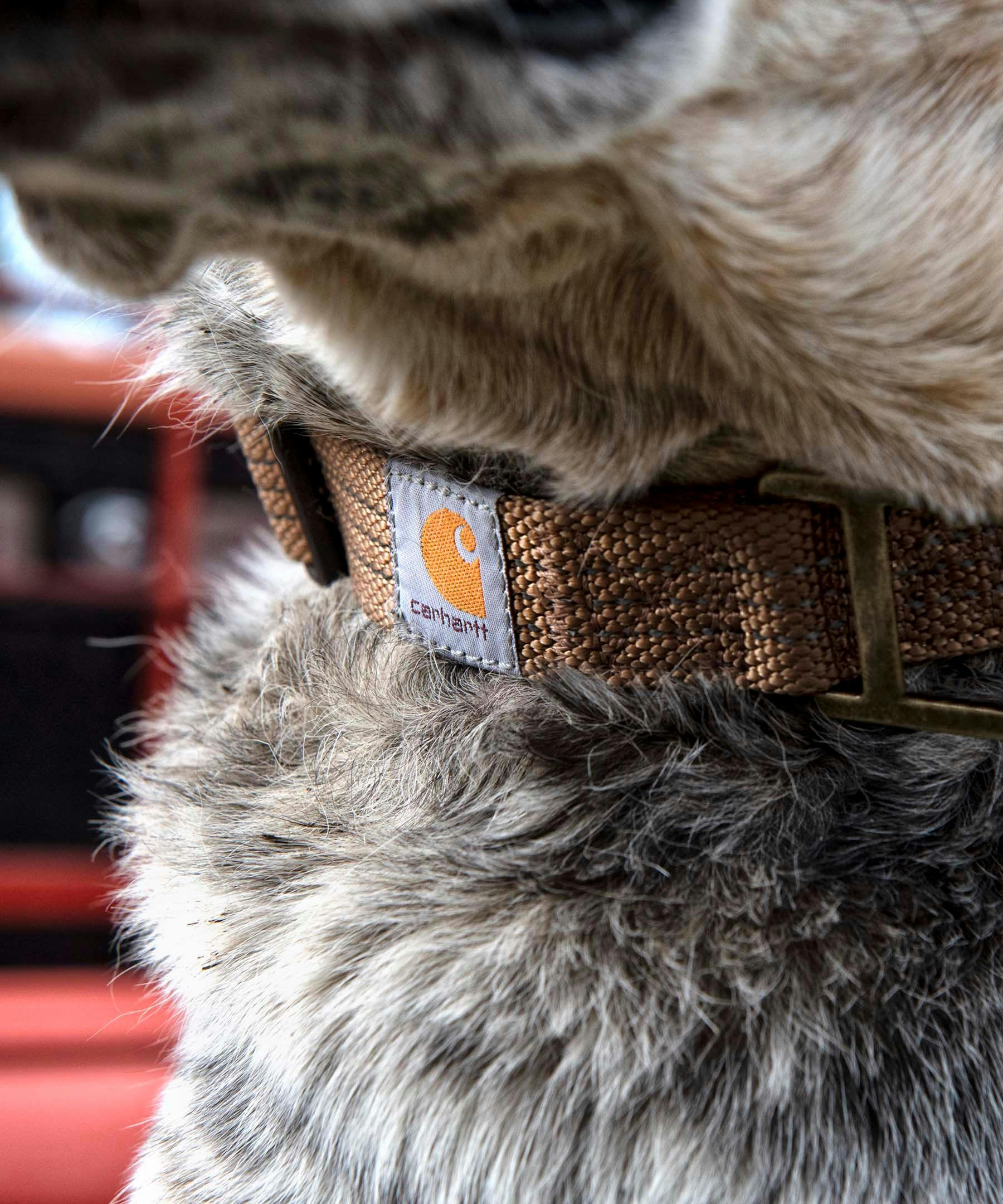 Carhartt Tradesman Dog Collar, Medium