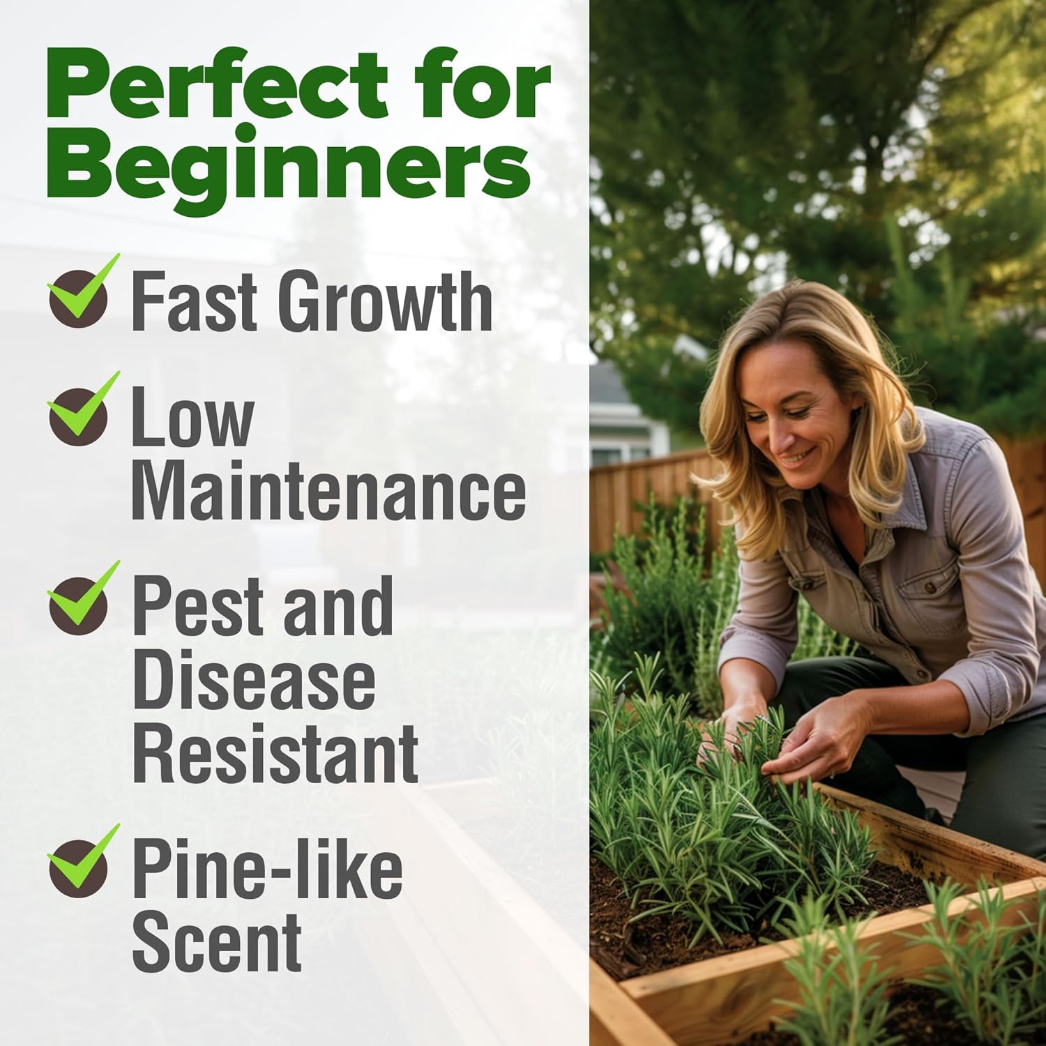 HOME GROWN Non GMO English Lavender Seeds 1,500+ Wildflower Seed for Planting Indoor/Outdoor, High Germination, Plant Flower Seeds (Lavandula antustifolia)