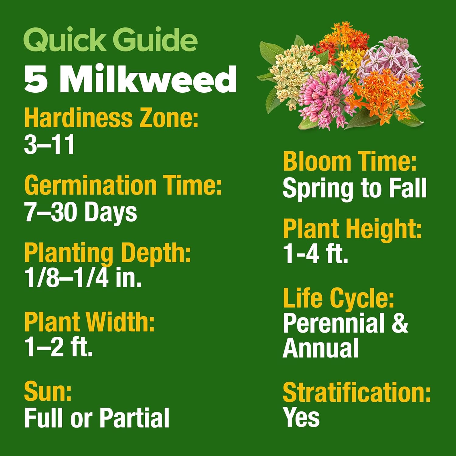 HOME GROWN Non GMO English Lavender Seeds 1,500+ Wildflower Seed for Planting Indoor/Outdoor, High Germination, Plant Flower Seeds (Lavandula antustifolia)