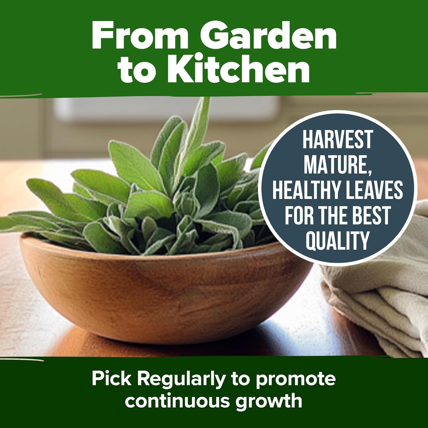 HOME GROWN Non GMO English Lavender Seeds 1,500+ Wildflower Seed for Planting Indoor/Outdoor, High Germination, Plant Flower Seeds (Lavandula antustifolia)