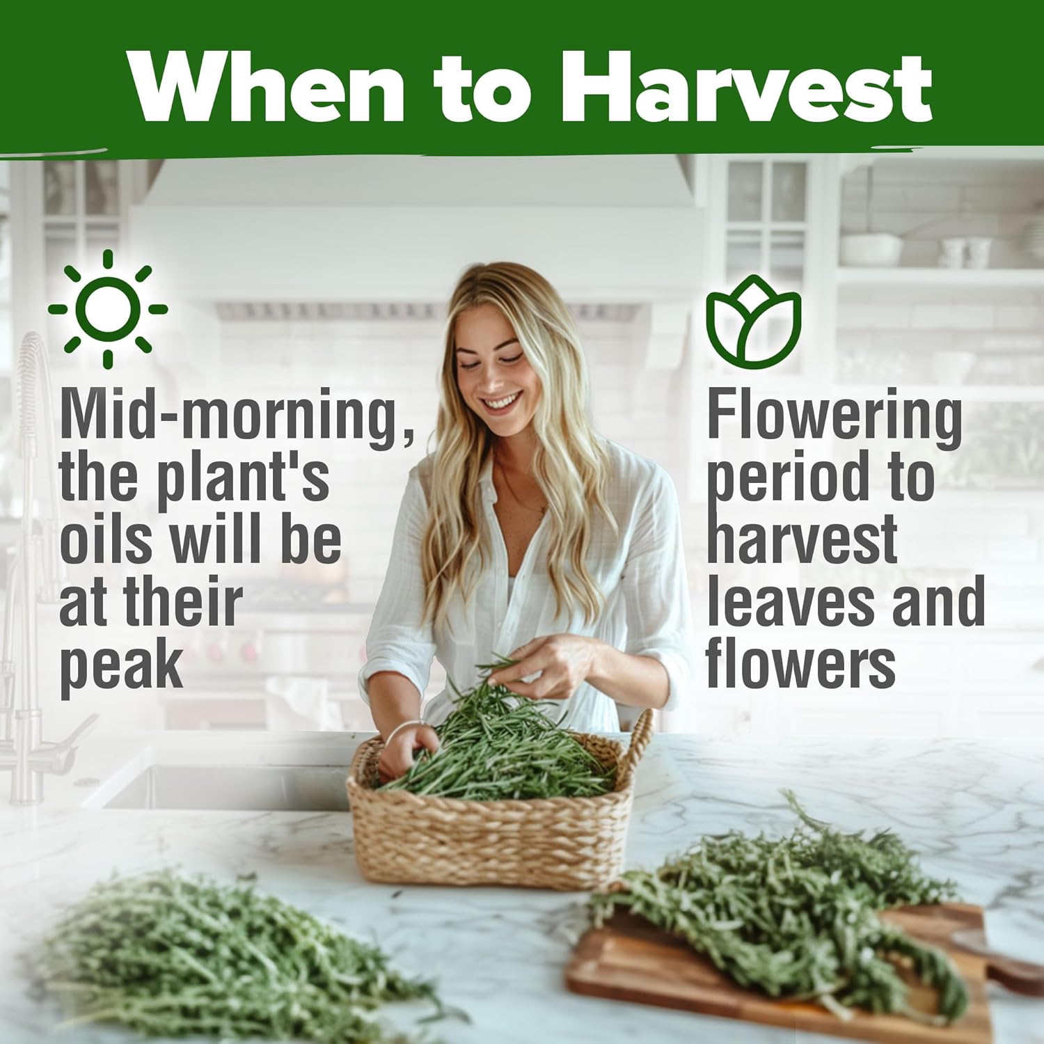 HOME GROWN Non GMO English Lavender Seeds 1,500+ Wildflower Seed for Planting Indoor/Outdoor, High Germination, Plant Flower Seeds (Lavandula antustifolia)