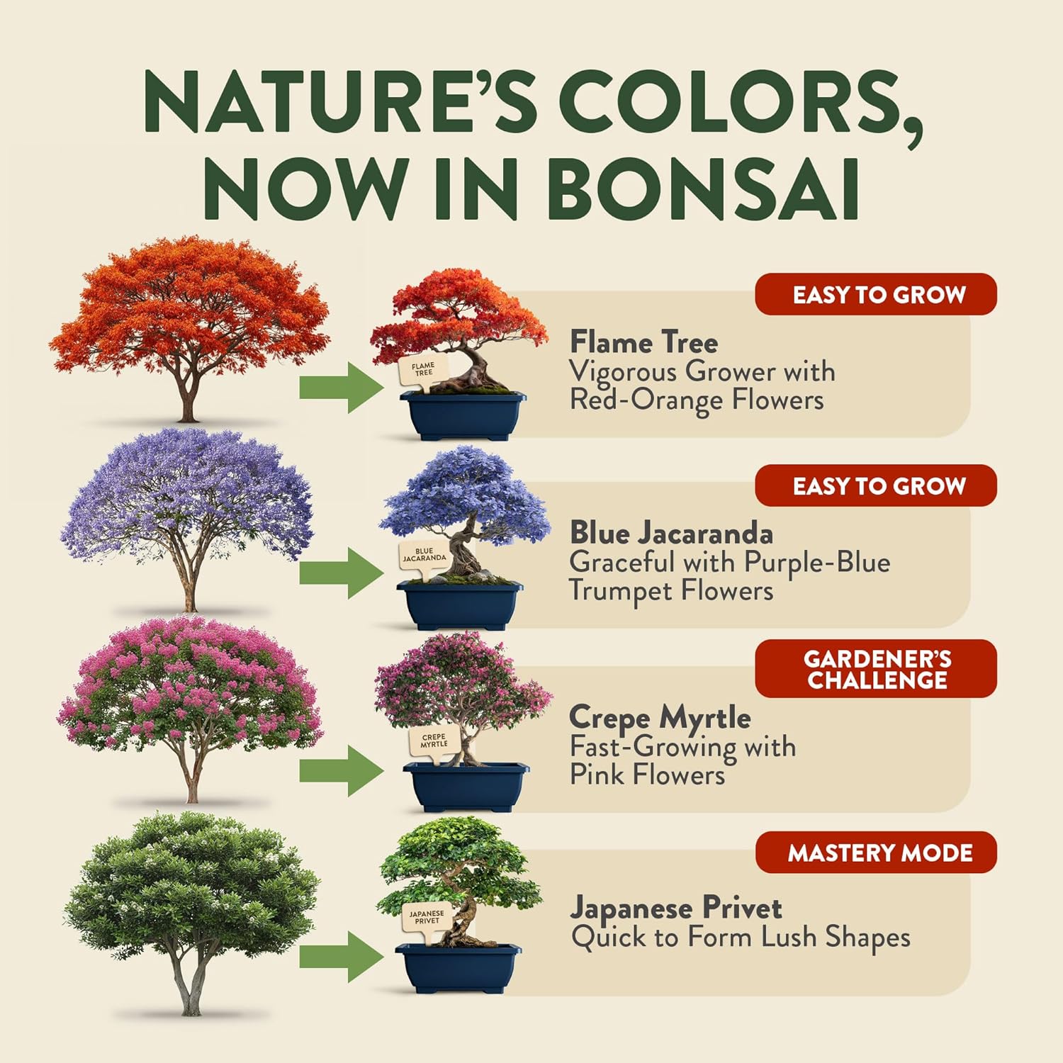 HOME GROWN Bonsai Tree Starter Kit – Unique Christmas Gift for Adults, Men, Women - Grow 4 Bonsais – DIY Crafts Hobby Gardening Kit for Plant Lovers, Mom, Dad - White Elephant Gifts for Adults