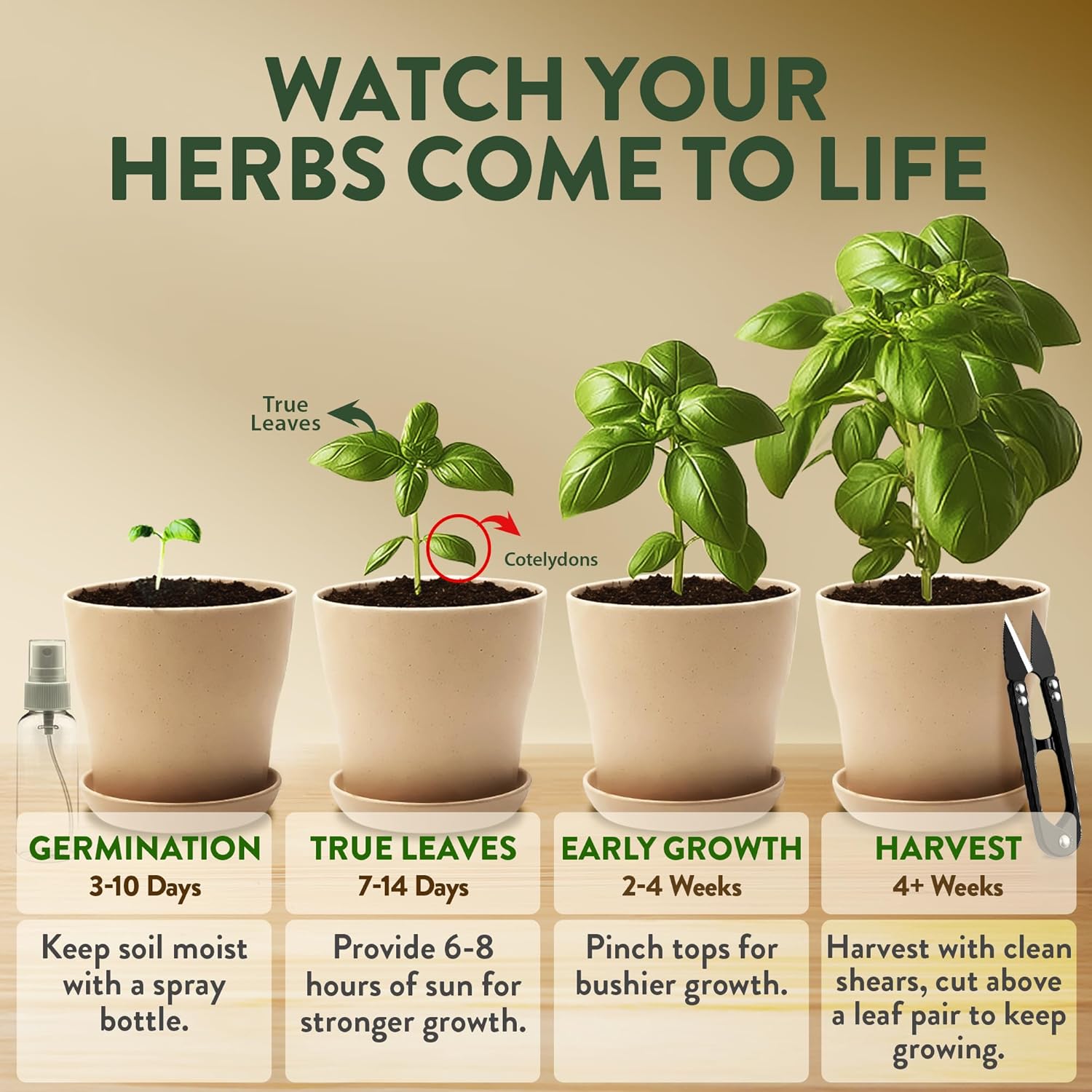 HOME GROWN Bonsai Tree Starter Kit – Unique Christmas Gift for Adults, Men, Women - Grow 4 Bonsais – DIY Crafts Hobby Gardening Kit for Plant Lovers, Mom, Dad - White Elephant Gifts for Adults