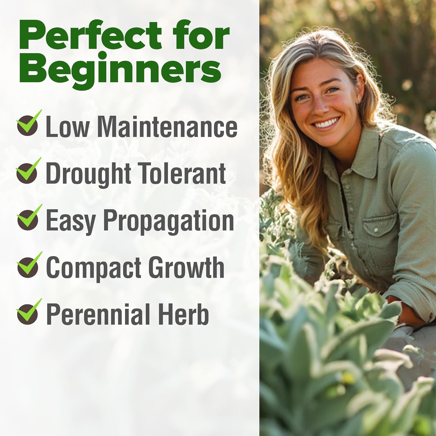 HOME GROWN Non GMO English Lavender Seeds 1,500+ Wildflower Seed for Planting Indoor/Outdoor, High Germination, Plant Flower Seeds (Lavandula antustifolia)