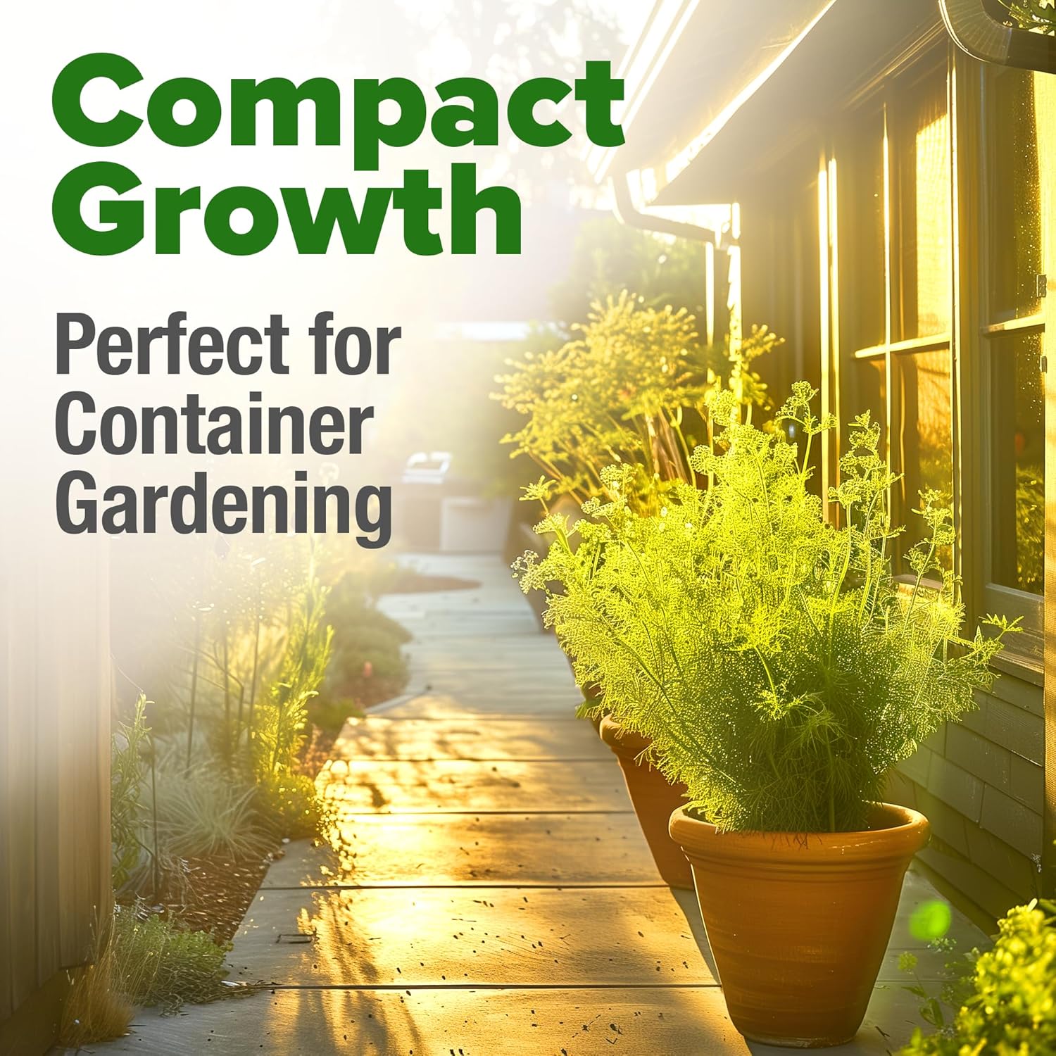 HOME GROWN Non GMO English Lavender Seeds 1,500+ Wildflower Seed for Planting Indoor/Outdoor, High Germination, Plant Flower Seeds (Lavandula antustifolia)