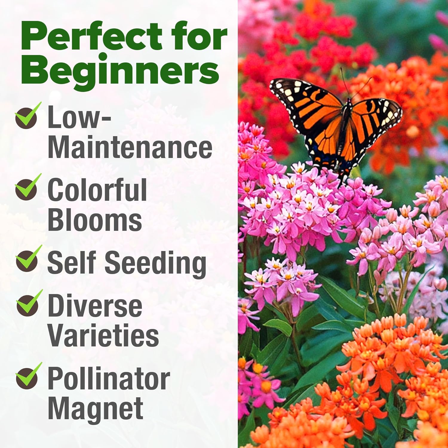 HOME GROWN Non GMO English Lavender Seeds 1,500+ Wildflower Seed for Planting Indoor/Outdoor, High Germination, Plant Flower Seeds (Lavandula antustifolia)