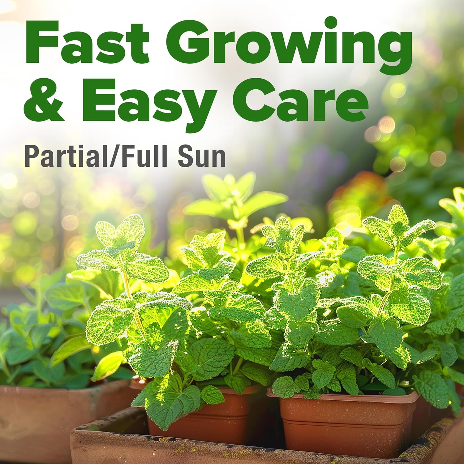 HOME GROWN Non GMO English Lavender Seeds 1,500+ Wildflower Seed for Planting Indoor/Outdoor, High Germination, Plant Flower Seeds (Lavandula antustifolia)