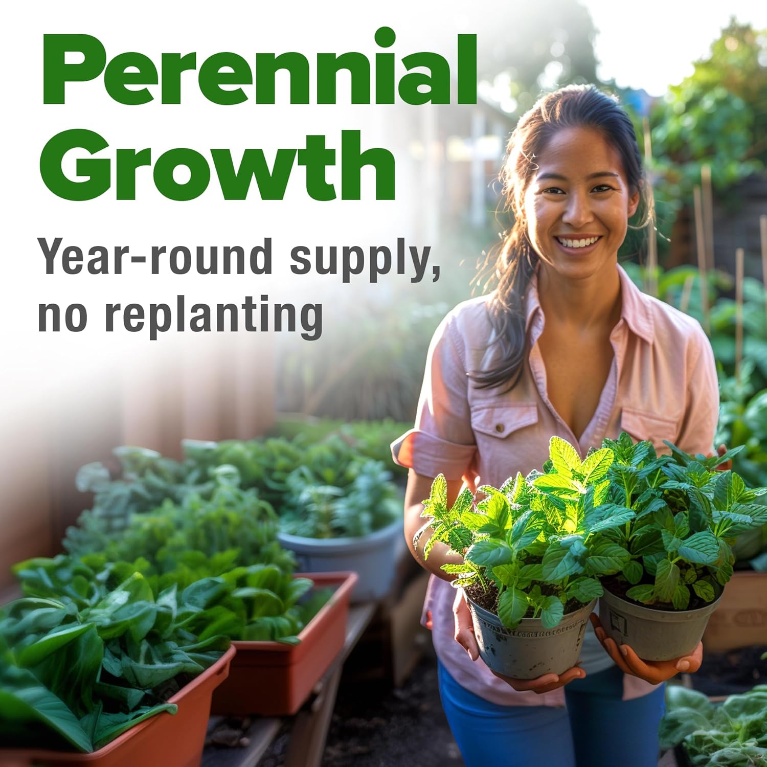 HOME GROWN Non GMO English Lavender Seeds 1,500+ Wildflower Seed for Planting Indoor/Outdoor, High Germination, Plant Flower Seeds (Lavandula antustifolia)