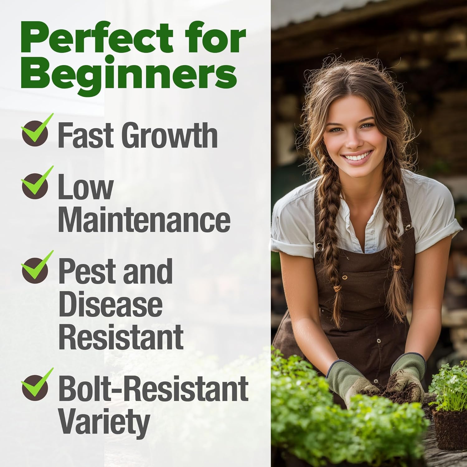 HOME GROWN Non GMO English Lavender Seeds 1,500+ Wildflower Seed for Planting Indoor/Outdoor, High Germination, Plant Flower Seeds (Lavandula antustifolia)