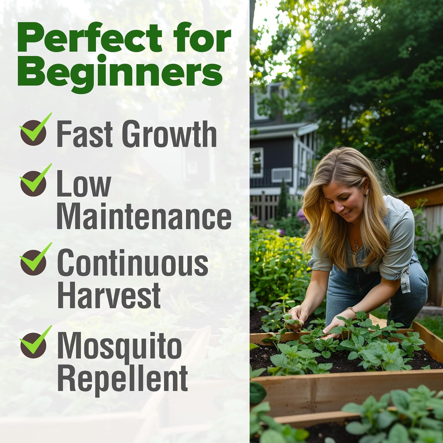 HOME GROWN Non GMO English Lavender Seeds 1,500+ Wildflower Seed for Planting Indoor/Outdoor, High Germination, Plant Flower Seeds (Lavandula antustifolia)