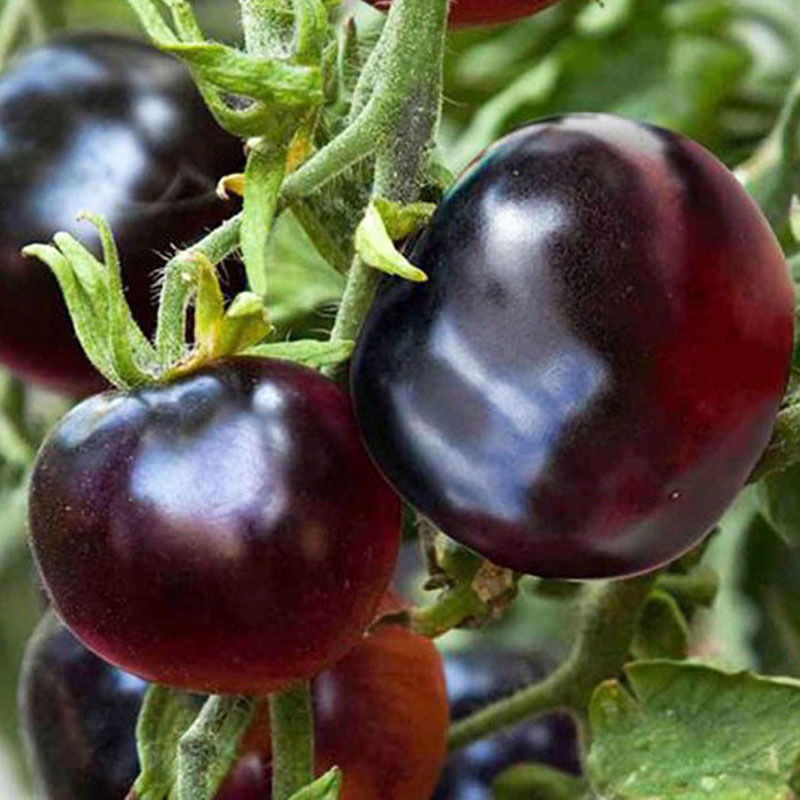 Black Tomato - Black Beauty Queen🍅