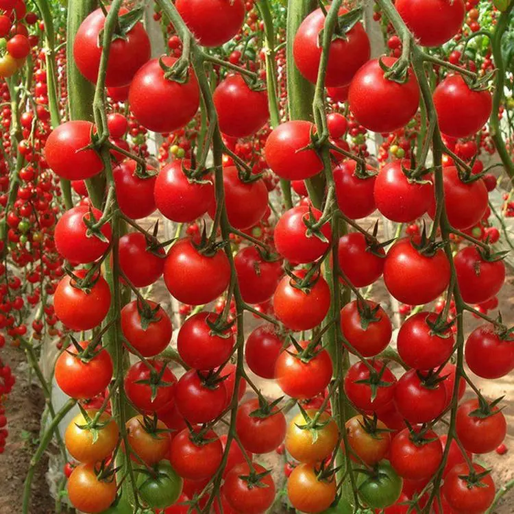100% Germination rate-Waterfall Tomatoes Seeds-High Yield