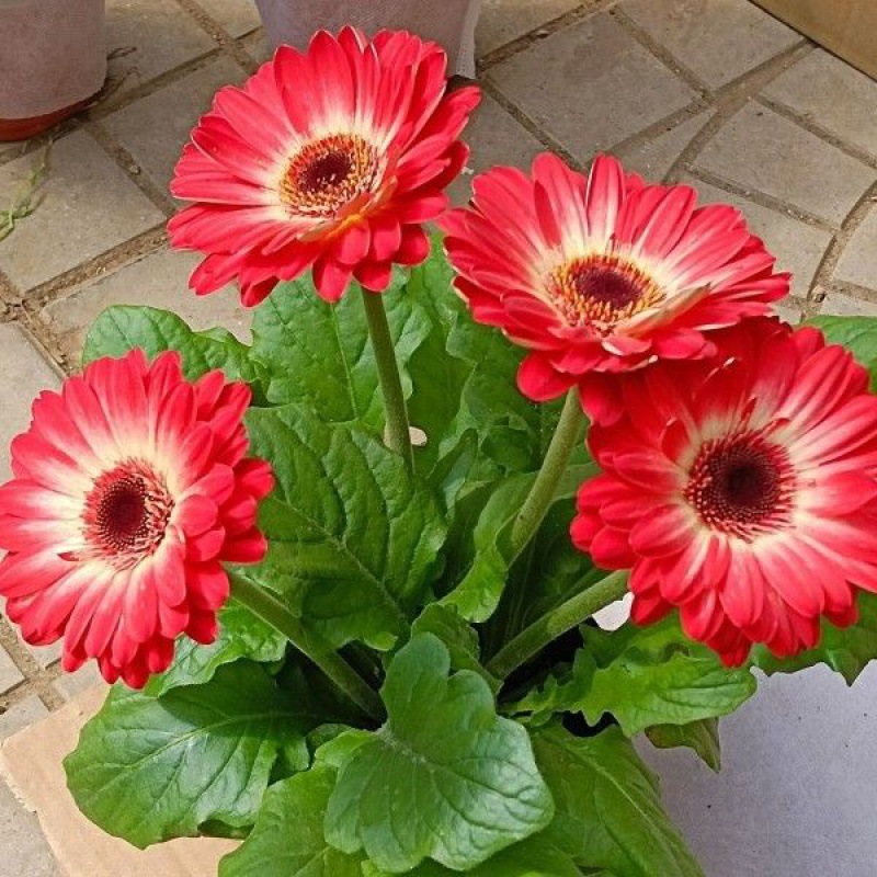 Double-flowered African Daisy