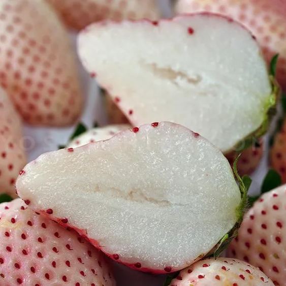 🍓White Strawberry Seeds（🪴Buy 3 Get 1 Free🌿Hardy and Pest-Resistant）