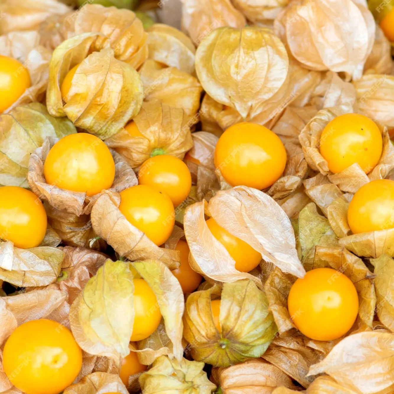 Physalis Peruviana Fruit-Lantern Fruit Seeds