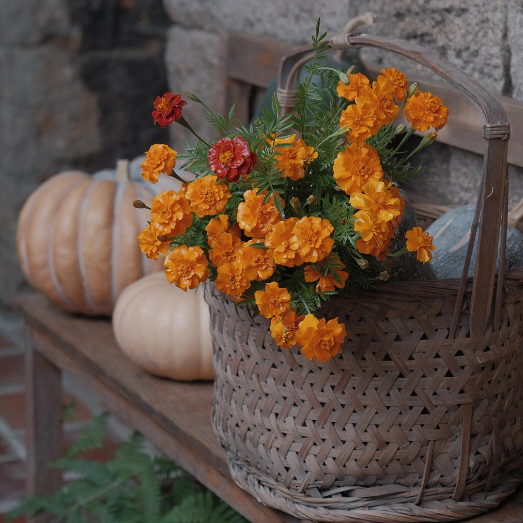 French Marigold Seeds - Mixed Color