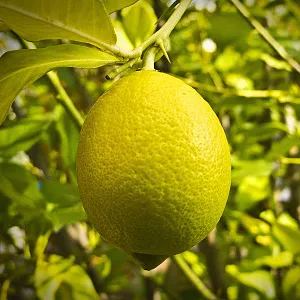 Perfume Lemon Seeds 🍋 High Germination Rate - Year Round Blooms and Fruits