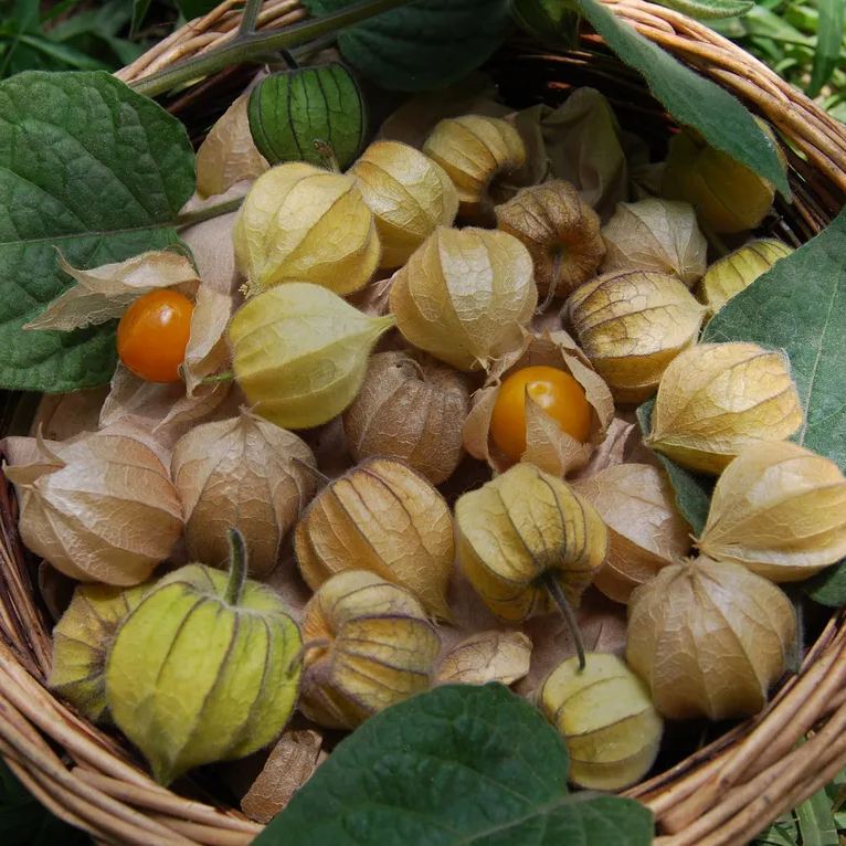 Physalis Peruviana Fruit-Lantern Fruit Seeds