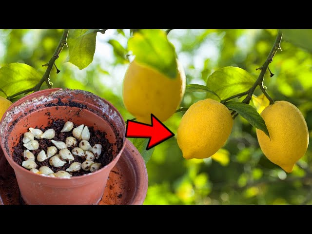 Perfume Lemon Seeds 🍋 High Germination Rate - Year Round Blooms and Fruits