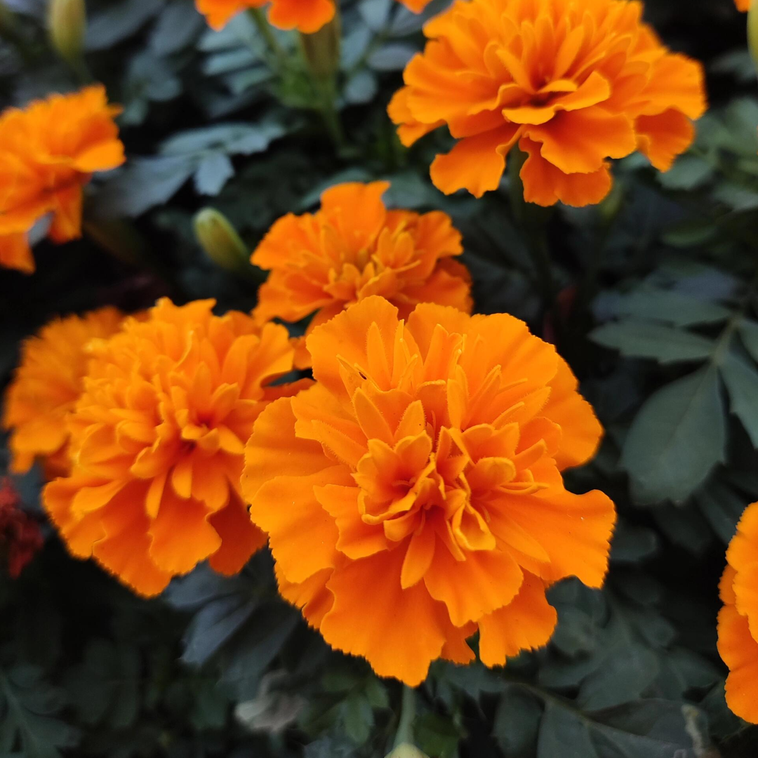 French Marigold Seeds - Mixed Color