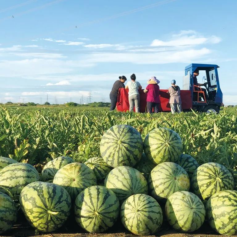 🍉Last Day Sale - 60% OFF 🌱 Lazy Man's Watermelon Seeds /non-genetically modified