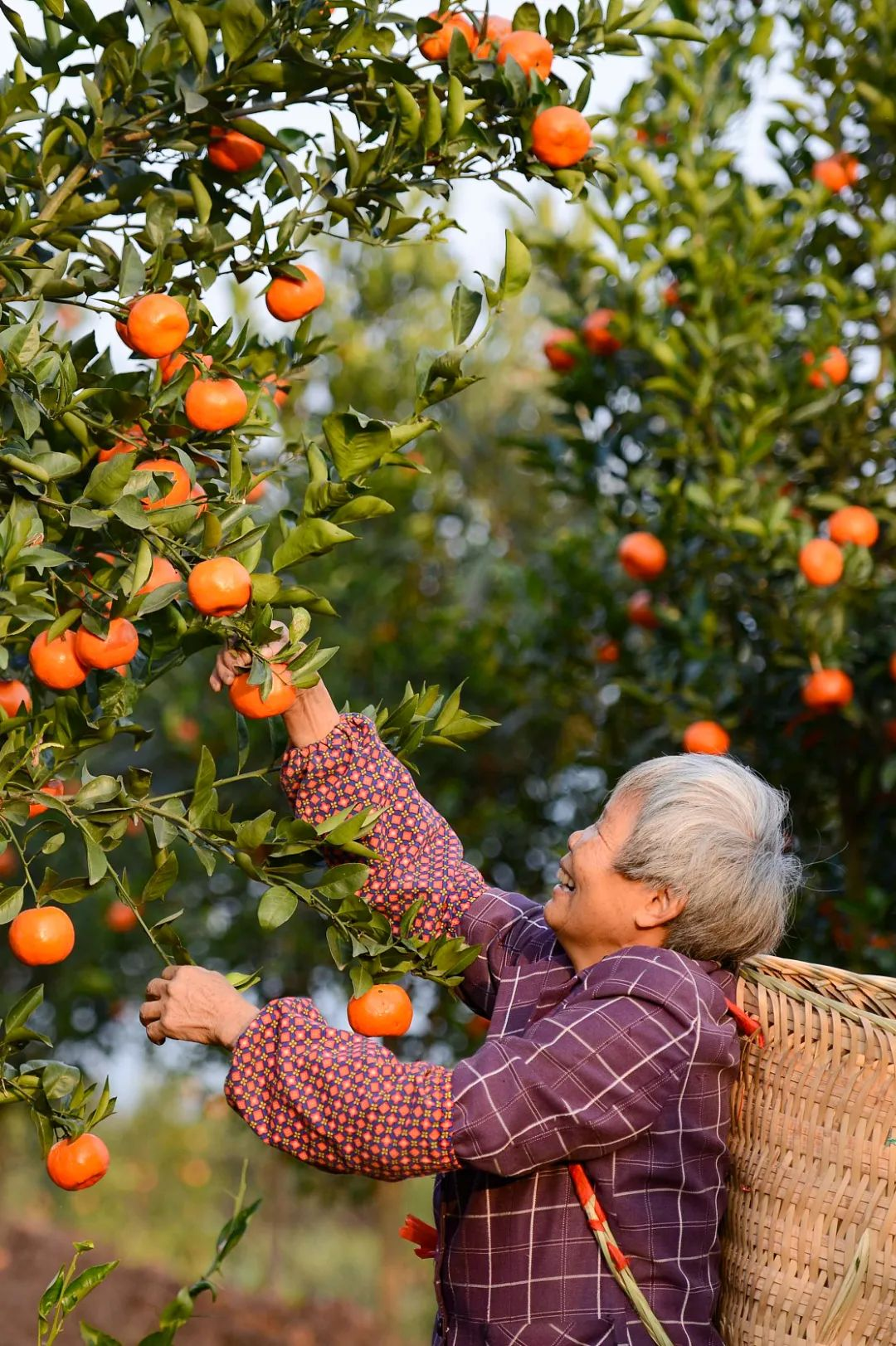 🍊Red Tangerine Seeds-Sweet, Juicy, Abundant Harvests