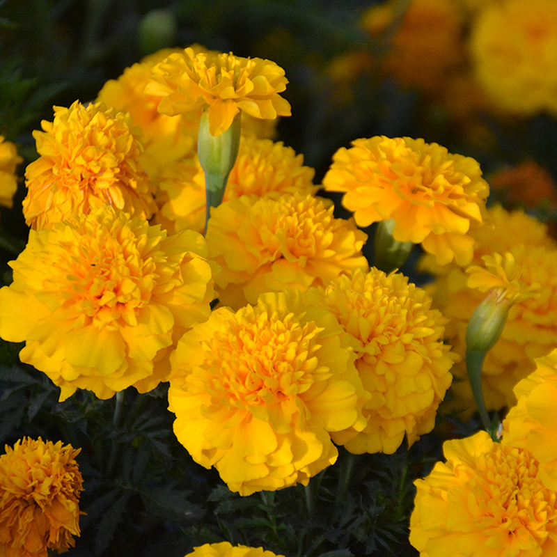 French Marigold Seeds - Mixed Color