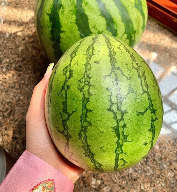 🍉Last Day Sale - 60% OFF 🌱 Lazy Man's Watermelon Seeds /non-genetically modified