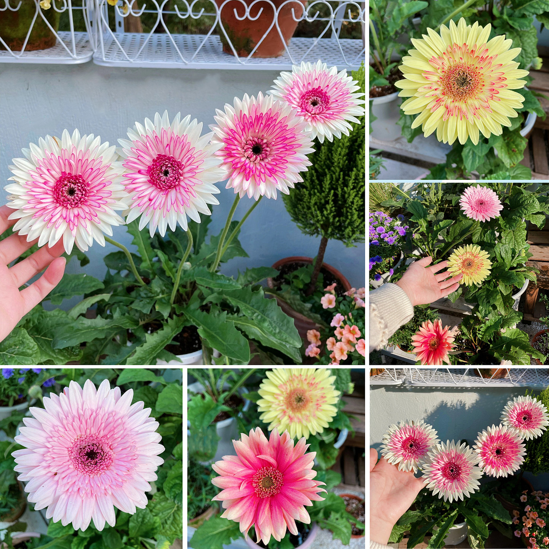 Double-flowered African Daisy