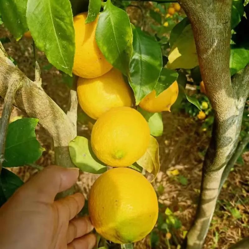Perfume Lemon Seeds 🍋 High Germination Rate - Year Round Blooms and Fruits