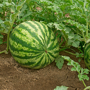 🍉Last Day Sale - 60% OFF 🌱 Lazy Man's Watermelon Seeds /non-genetically modified