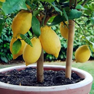 Perfume Lemon Seeds 🍋 High Germination Rate - Year Round Blooms and Fruits