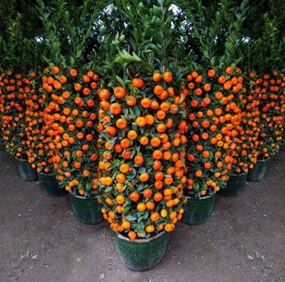 🍊Red Tangerine Seeds-Sweet, Juicy, Abundant Harvests