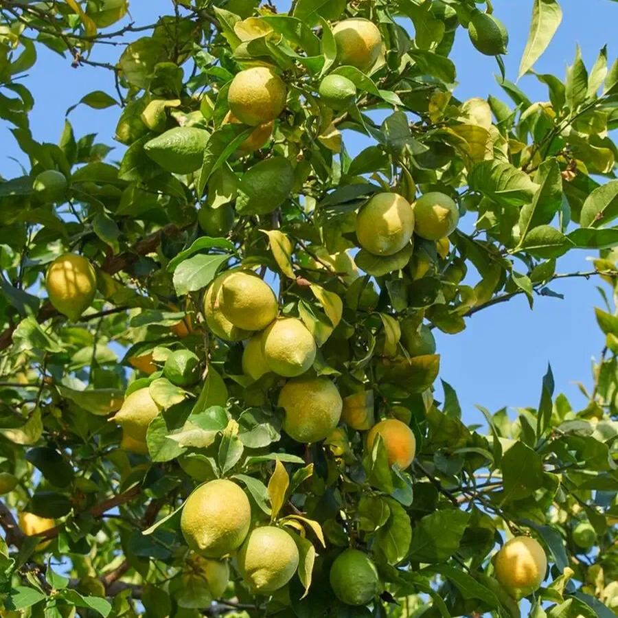 Perfume Lemon Seeds 🍋 High Germination Rate - Year Round Blooms and Fruits
