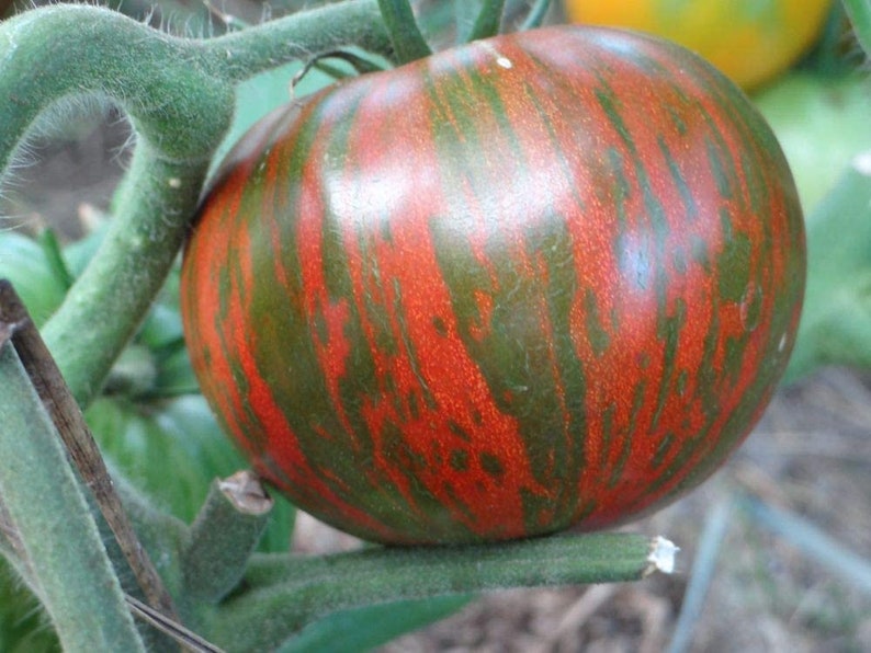 Rare Organic Vegetable Tomato Seeds 