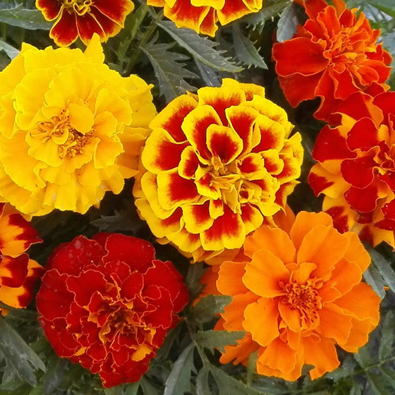 French Marigold Seeds - Mixed Color