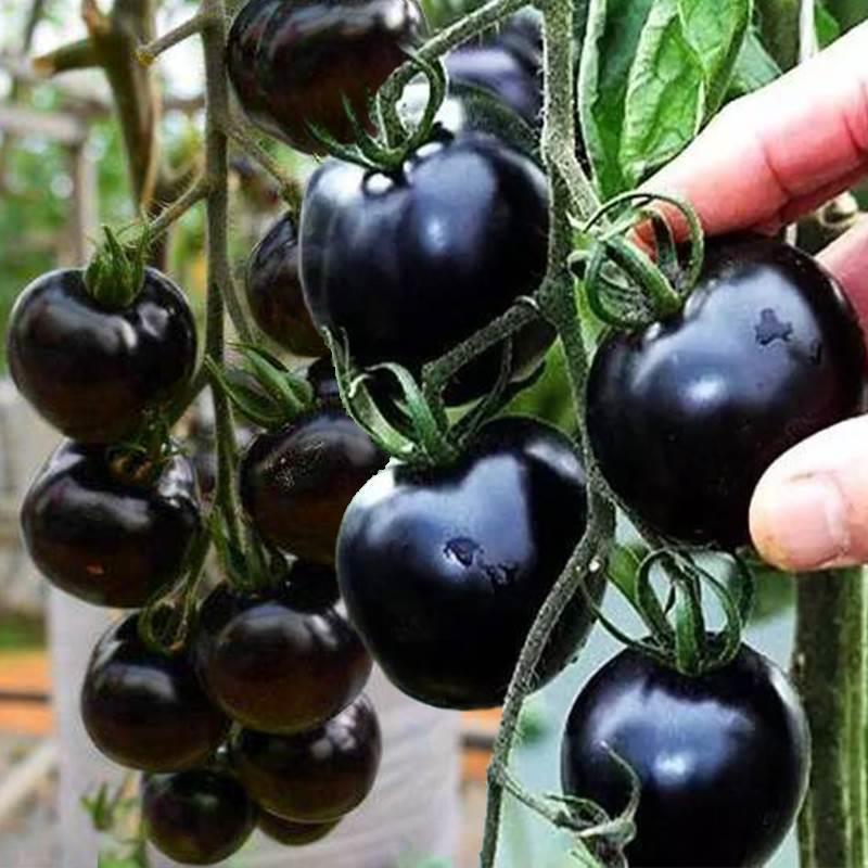Black Tomato - Black Beauty Queen🍅